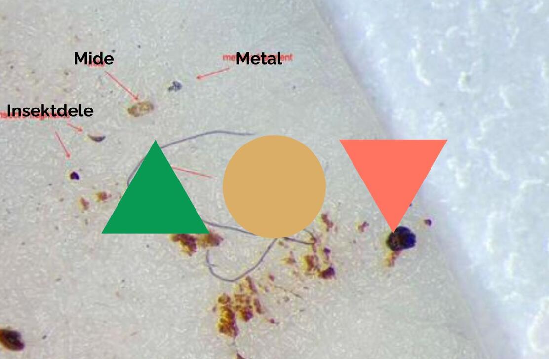 billedet viser rester af insekter, en mide, og et metalfragment, vi fandt i test af earl grey te