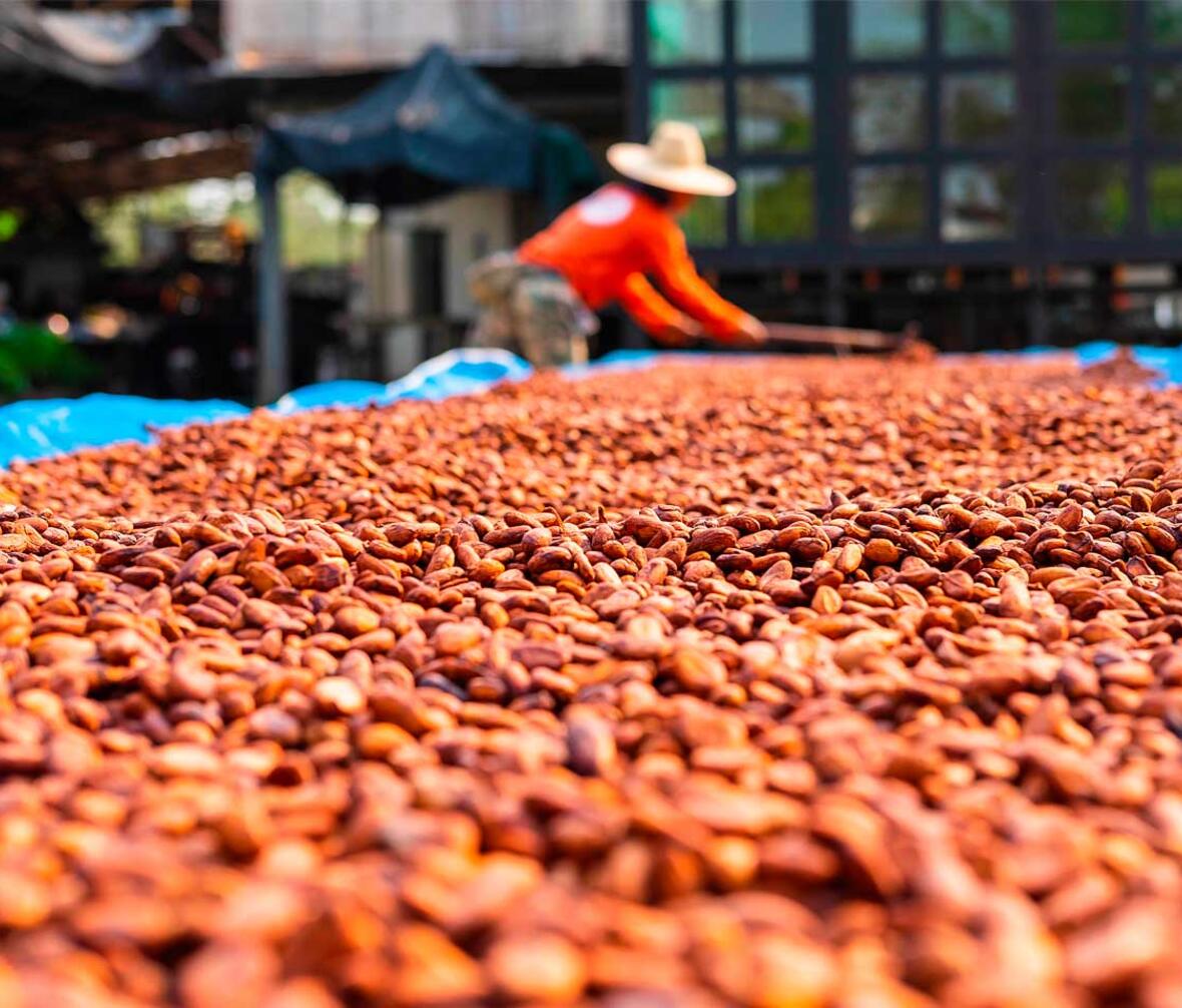 Produktion af kakaobønner