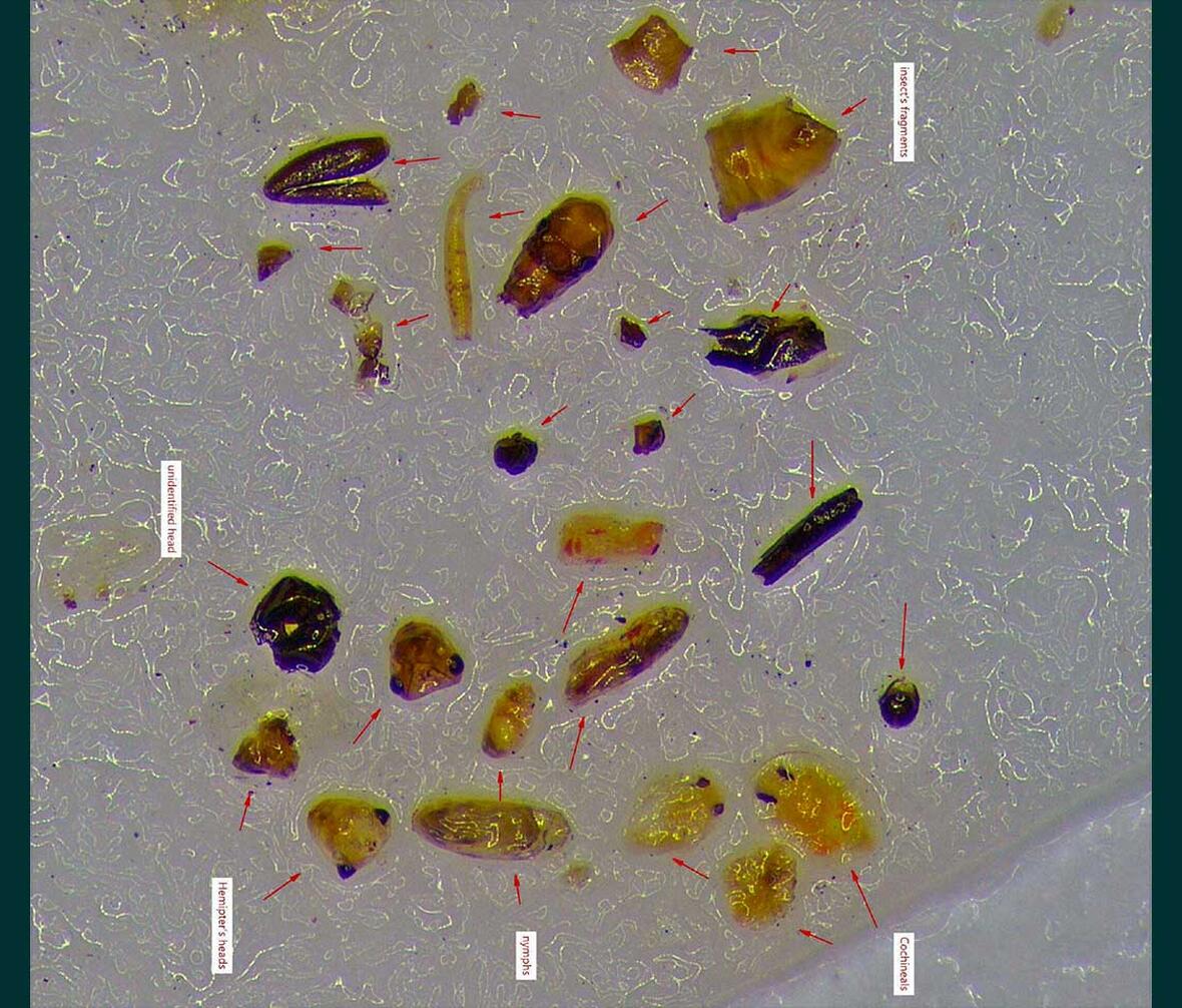 fund af insekter og mider i tørret timian