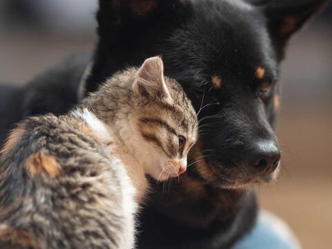 Hund og kat