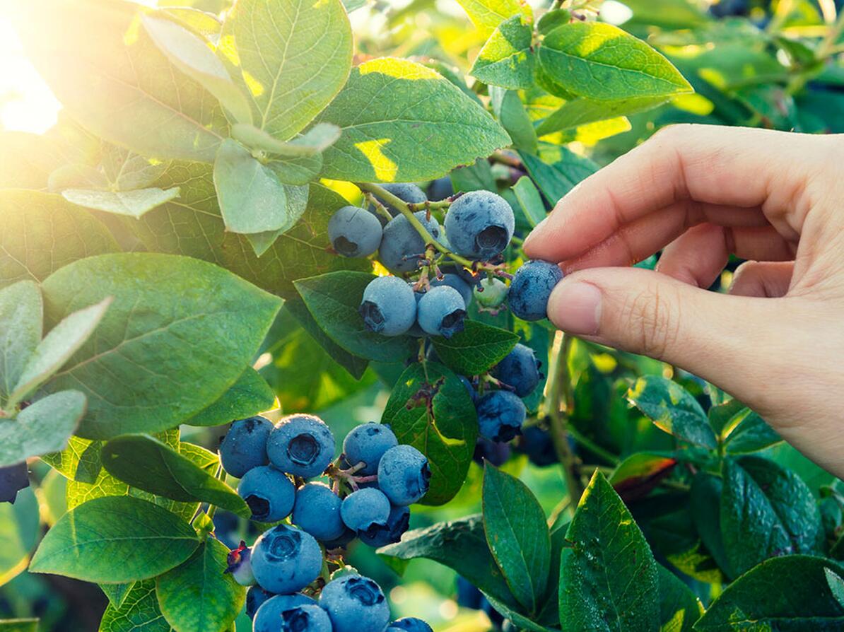 Friske blåbær hænger på en busk klar til at blive plukket. 