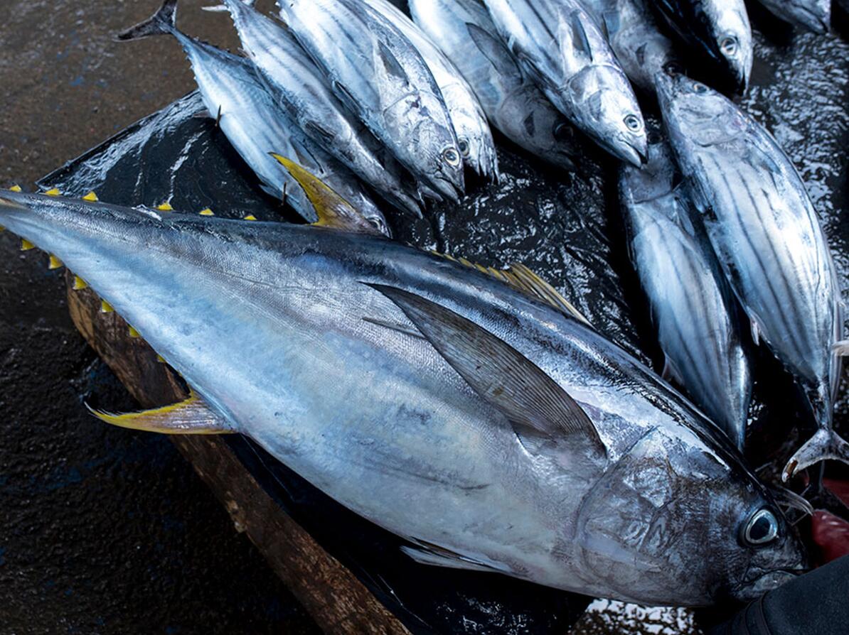 Fanget fisk ligger ved siden af hinanden