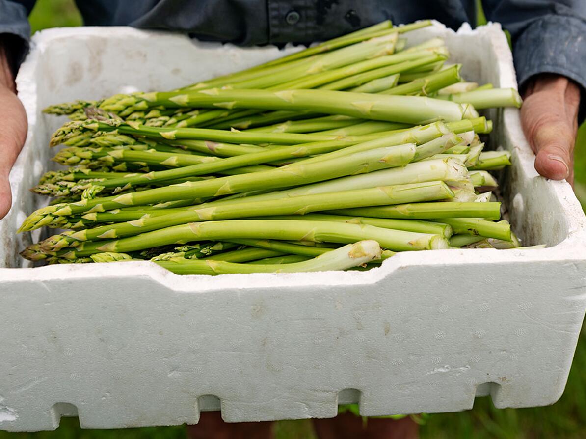 Mand står med en kasse nye, danske asparges. Spiser du mad i sæson er det mere klimavenligt. 
