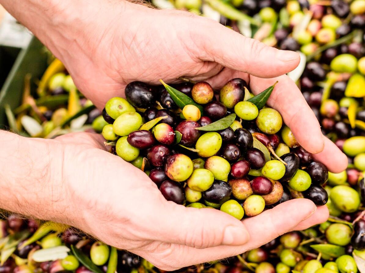 Oliven til at fremstille olivenolie. Olien kommer i forskellige kvaliteter.