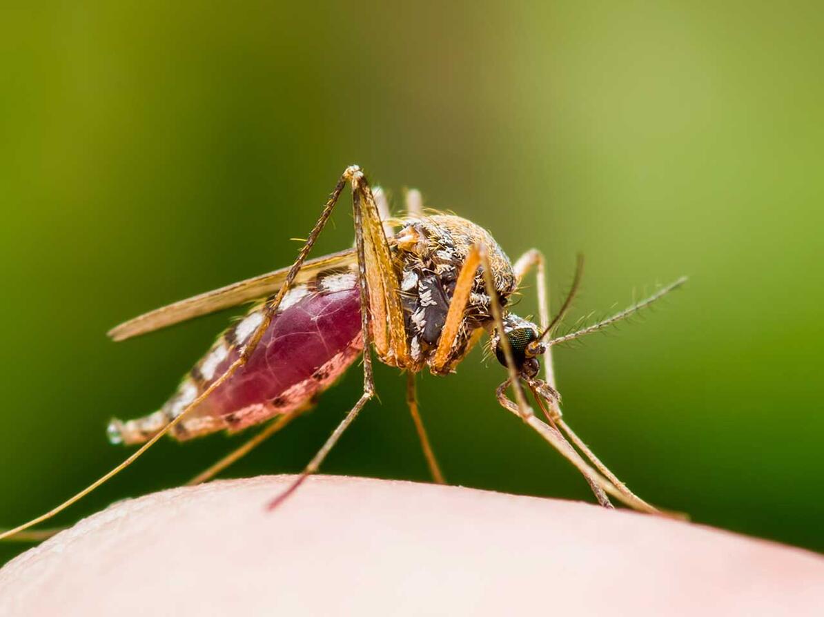 Disse myggespray er Bedst i Test - myg på arm