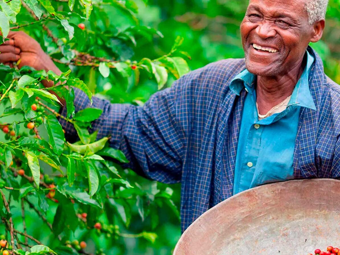 Smilende mand plukker Fairtrade kaffebønner