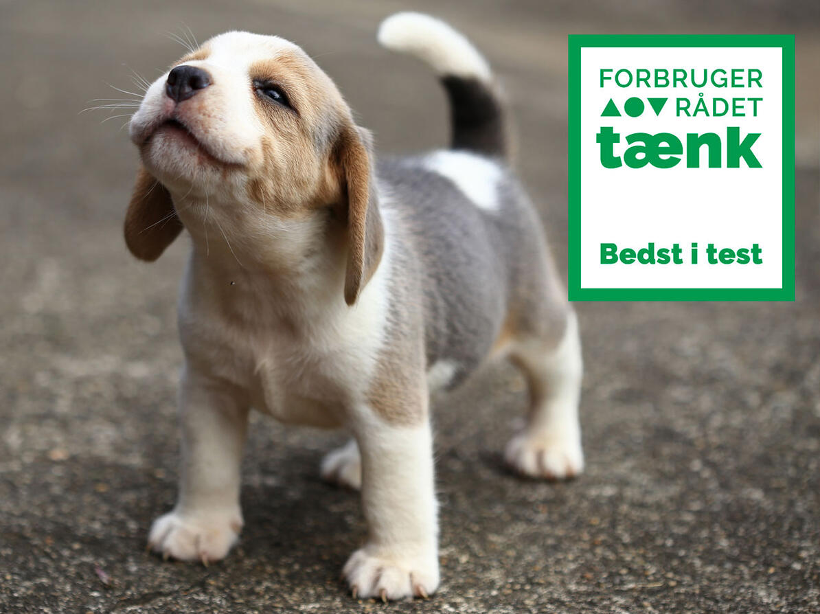 Hundekvalp med Forbrugerrådet Tænks Bedst i Tænk logo