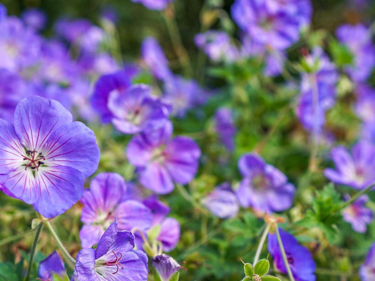 Kan Jeg V lge Blomster Der Belaster Klimaet Mindre Kan Jeg V lge Blomster Der Belaster Klimaet Mindre