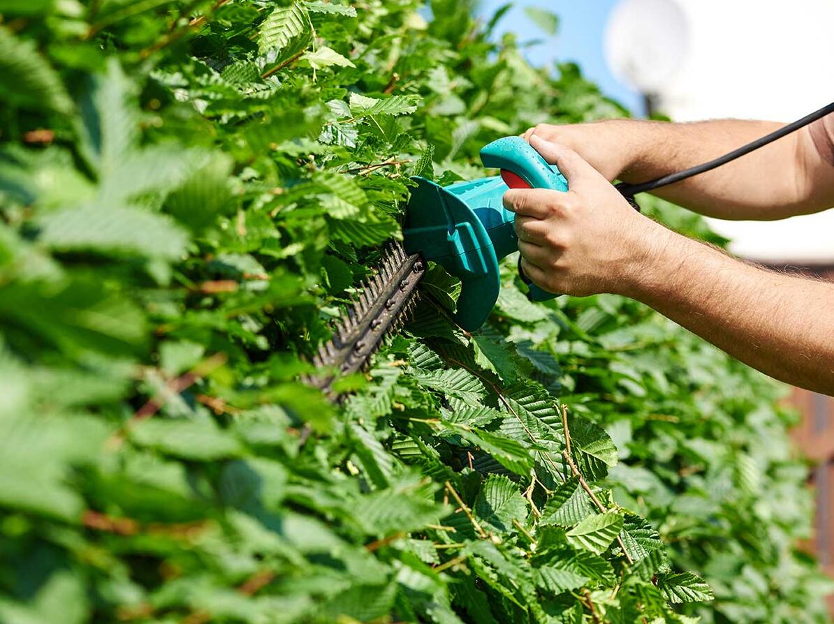 skal du vælge akkuhækkeklipper lelr med ledning? hækkeklipper klipper bøgehæk