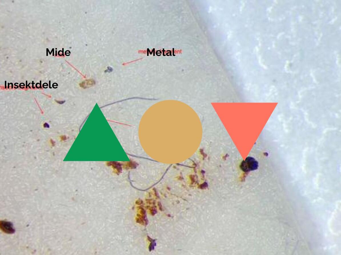 billedet viser rester af insekter, en mide, og et metalfragment, vi fandt i test af earl grey te