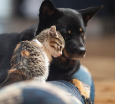 Dyreforsikring: Skal du forsikre dit kæledyr?