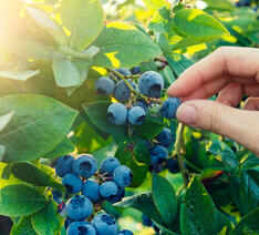 Friske blåbær hænger på en busk klar til at blive plukket. 