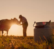 En ko og en landmand på en mark. Koen er lige blevet malket og det skal bruges til latte 