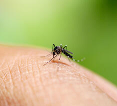 En myg sidder på en person