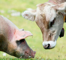 Ko og gris står på en græsmark i solskin. 