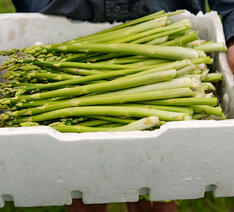 Mand står med en kasse nye, danske asparges. Spiser du mad i sæson er det mere klimavenligt. 