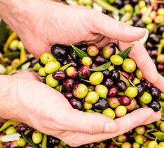 Oliven til at fremstille olivenolie. Olien kommer i forskellige kvaliteter.