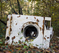 Gammel vaskemaskine smidt i naturen - Er det bedst at købe nye hvidevare eller reparere den gamle?