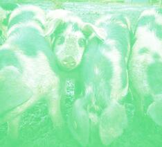 grise med syregrønt filter