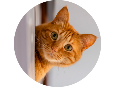 kat