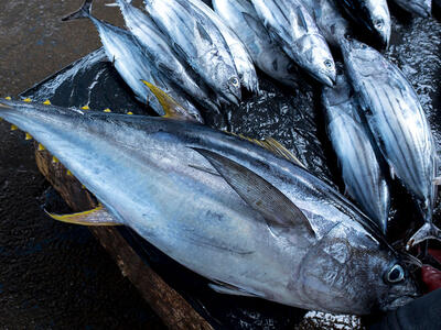 Fanget fisk ligger ved siden af hinanden