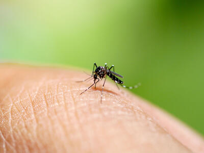 En myg sidder på en person
