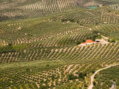 Italiensk olivenmark 