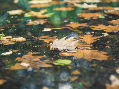 blade i vand