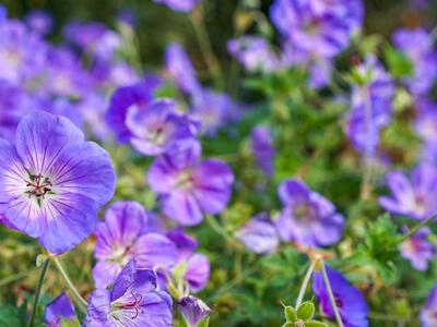 Geranium