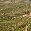 Italiensk olivenmark 