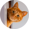 kat
