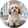 Hundeforsikringer