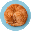 Katteforsikringer